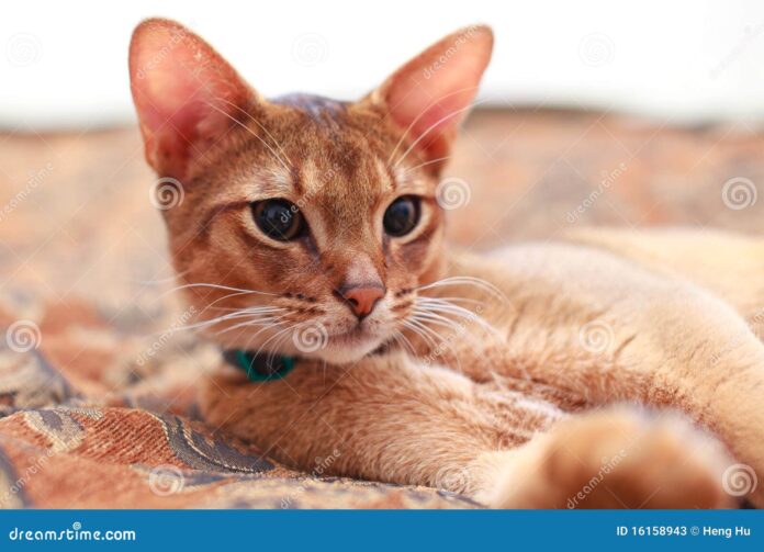 7 Abyssinian Cat Colors: An Overview (With Pictures)